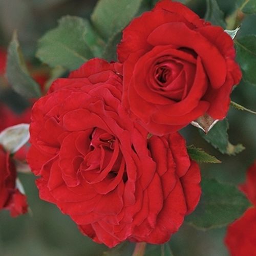 Rosa Carmine™ - rot - teehybriden-edelrosen